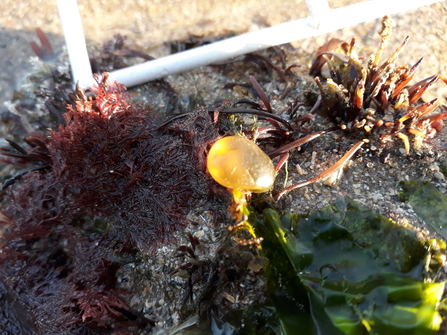 A photo of an oyster thief along the shore.