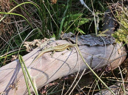 common lizard