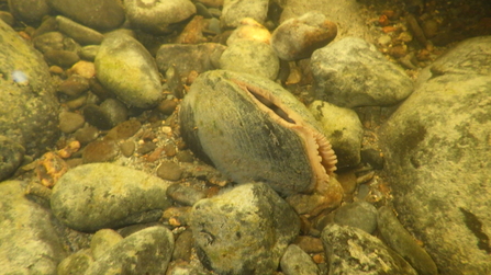 Freshwater Pearl Mussel, river Tryweryn 
