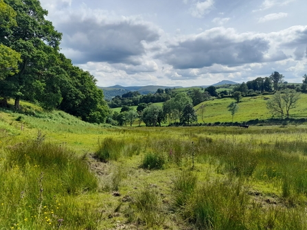 Bala, meadow