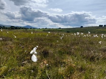 Moorland, cotton grass