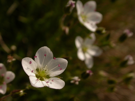 Spring Sandwort 