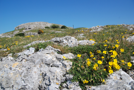 Rhiwledyn view of limestone and Common rock-rose