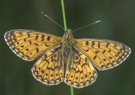 Small Pearl Bordered Fritillary