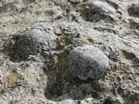 Limestone fossil Brachiopods
