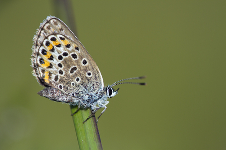 Silver-studded blue New Forest Guy Edwardes2020VISION
