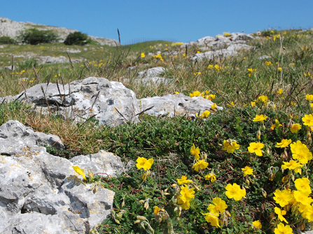 Photo of Little Orme