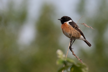 Stonechat Vaughn Matthews