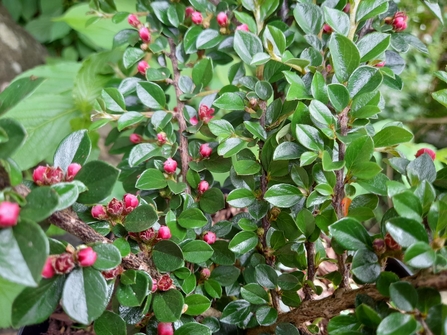 Cotoneaster