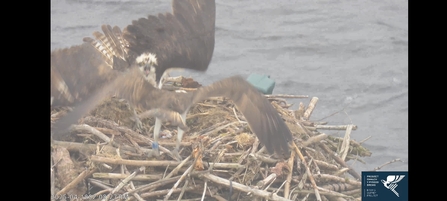 Ospreys LJ2 and 416 battling for nest