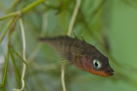 Three spined stickleback