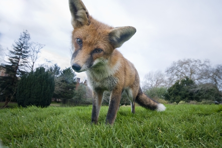 Red fox