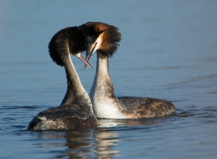 Great Crested Grebes