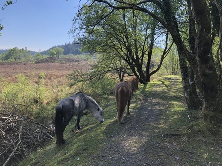Ponies