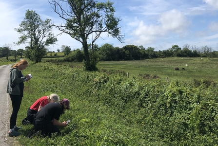 Species monitoring