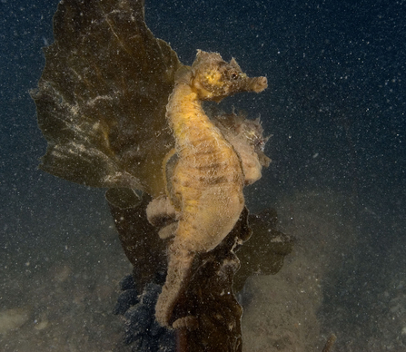 Short-snouted seahorse