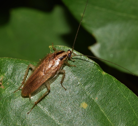 Cockroach