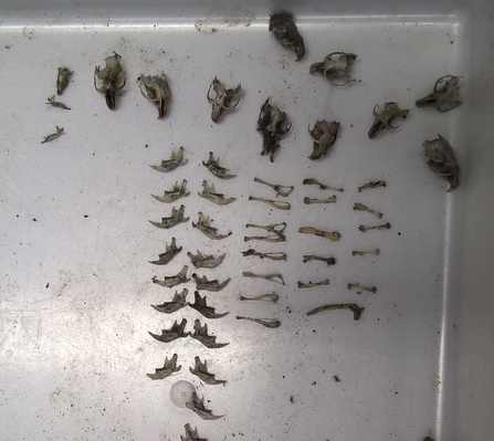 Barn owl prey