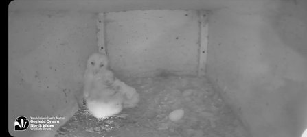 Barn owl chicks