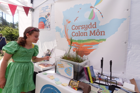 Girl looking at a stall, Corsydd Calon Mon