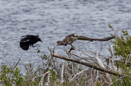 Osprey (LJ2) bringing fish to the nest