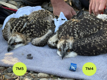 Ospreys 7M4 & 7M5 being ringed