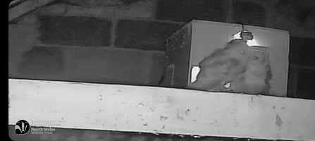 barn owl young