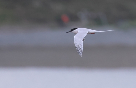 Roseate tern