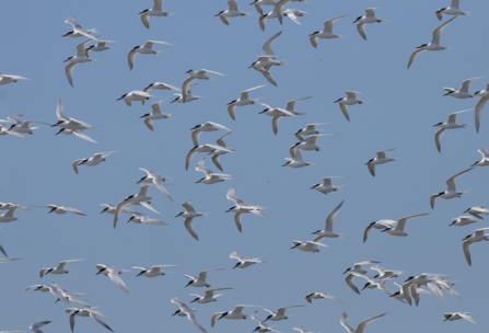 Terns flock at Cemlyn
