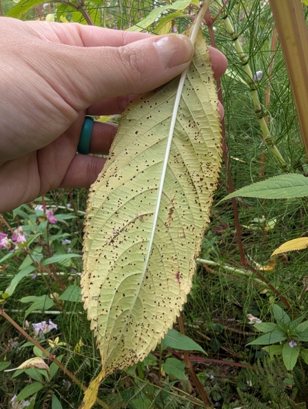 Himalayan balsam rust fungus
