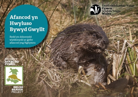 Afancod yn hwyluso bywyd gwyllt