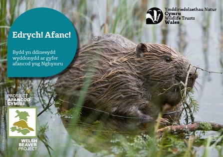 Edrych afanc