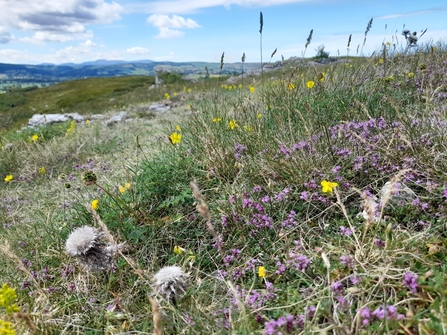 Limestone Grassland, Wildflowers and Grasses, Rhyd y Foel; Pen y Corddyn Bach
