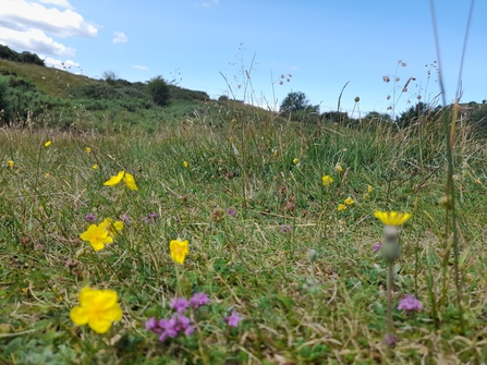Limestone Grassland, Wildflowers and Grasses, Rhyd y Foel; Pen y Corddyn Bach