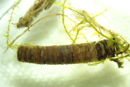 Limnephilus pati (larval pupae case) 