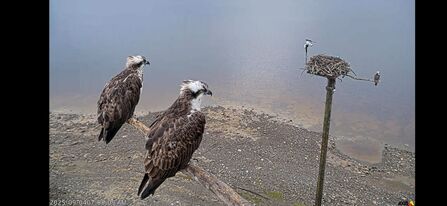 Ospreys on perch