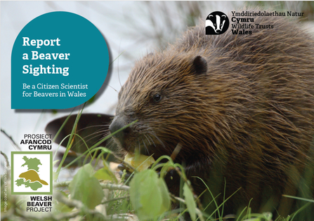 Cover of Report a Beaver: Welsh Beaver Project Citizen Science resource