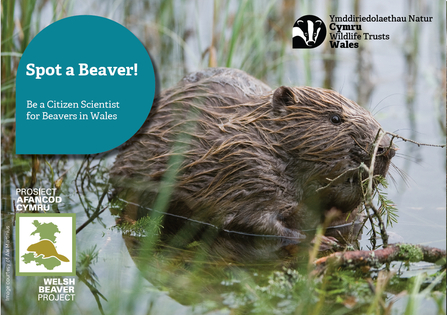 Cover of Spot a Beaver: Welsh Beaver Project Citizen Science resource