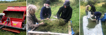 Wildflower Seed Collection Bryn Ifan