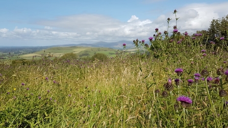 Meadow Wildflowers Bryn Ifan