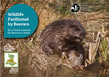 Cover of Wildlife Facilitated by Beavers: Welsh Beaver Project citizen science resource
