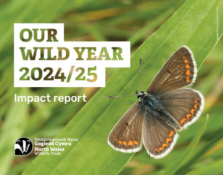 Impact report 2024-2025_English_cover