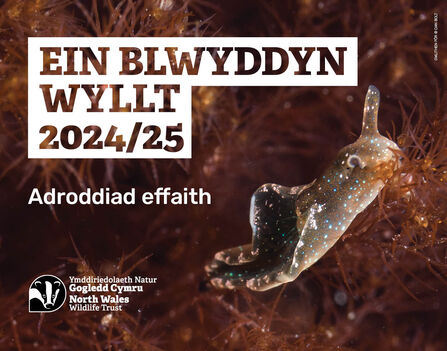 Impact Report 2024-2025 Cymraeg Cover image