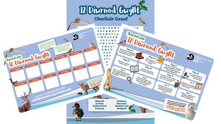 12 Days Wild 2025 Pack