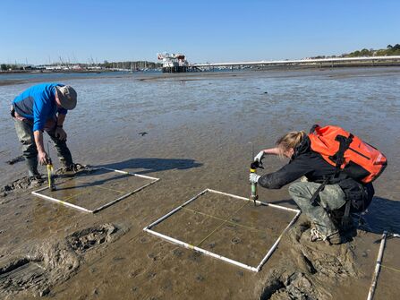 Two people are planting seagrass into shallow sediment in the River Hamble. Square frames are placed in to the mud, then split into four using string. They are using a modified caulking to inject the seagrass seeds
