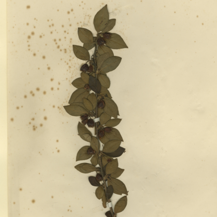 C. simonsii herbarium specimen