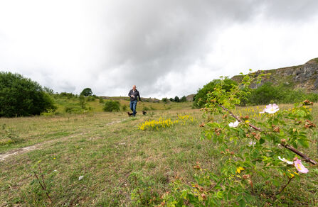 A man is smiling and walking towards the viewer with two small dogs on lead. He is walking along short grassland with yellow wildflowers in the foreground, and limestone cliffs in the backgroundQuarry