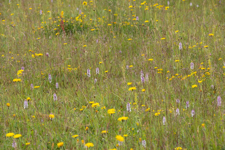 View of the many orchids and other wildflowers in the meadows at Minera Quarry. Bright shades of yellow fill the meadow, with pops of pink and white from various orchids throughout