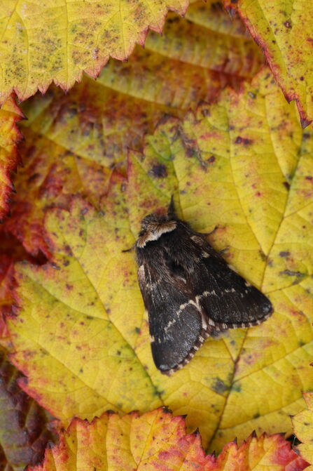 A dark brown December moth resting on a yellow autumn leaf with reddish edges. The moth has a furry body and patterned wings with pale markings