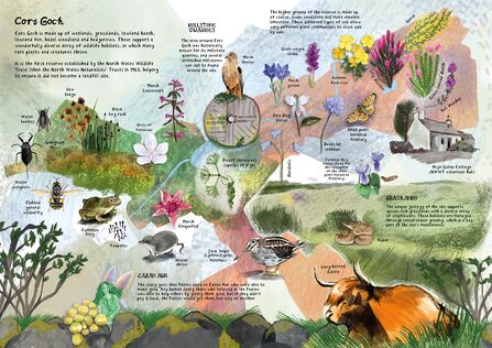 Illustration of Cors Goch by artist Elly Strigner